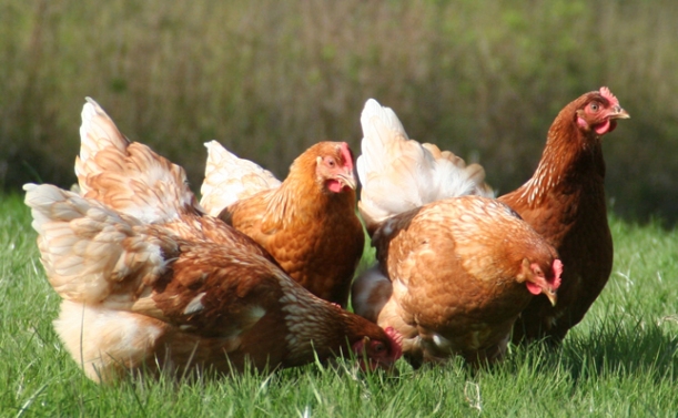 CARING-FOR-HENS-AND-FAQ-INTRO-PAGE-IMAGE